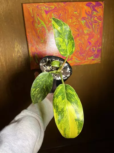 plant/Philodendron Green Congo Nuclear 4”-2-thumbnail