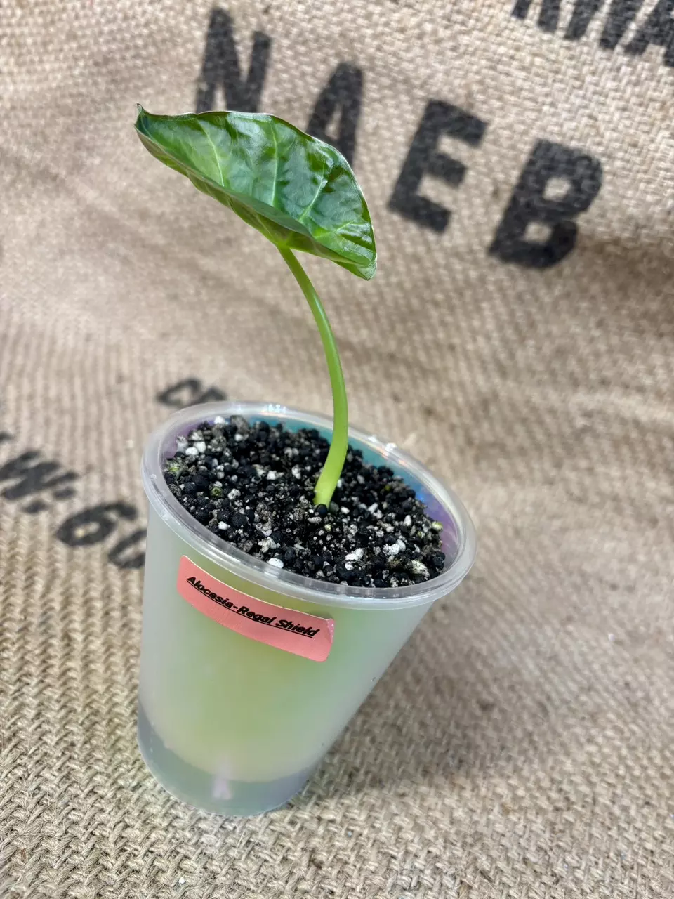 plant/Alocasia Regal Shield-1