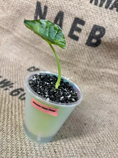 plant/Alocasia Regal Shield-1-thumbnail