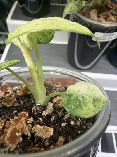 plant/Alocasia Ninja Tricolor Pup #1-4-thumbnail