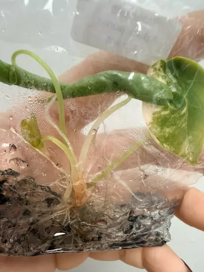 plant/RTC404 - Alocasia brancifolia Albo pink + free (train special!)-2-thumbnail