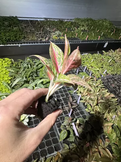 plant/Aglaonema star shining starter plant growers choice-6-thumbnail