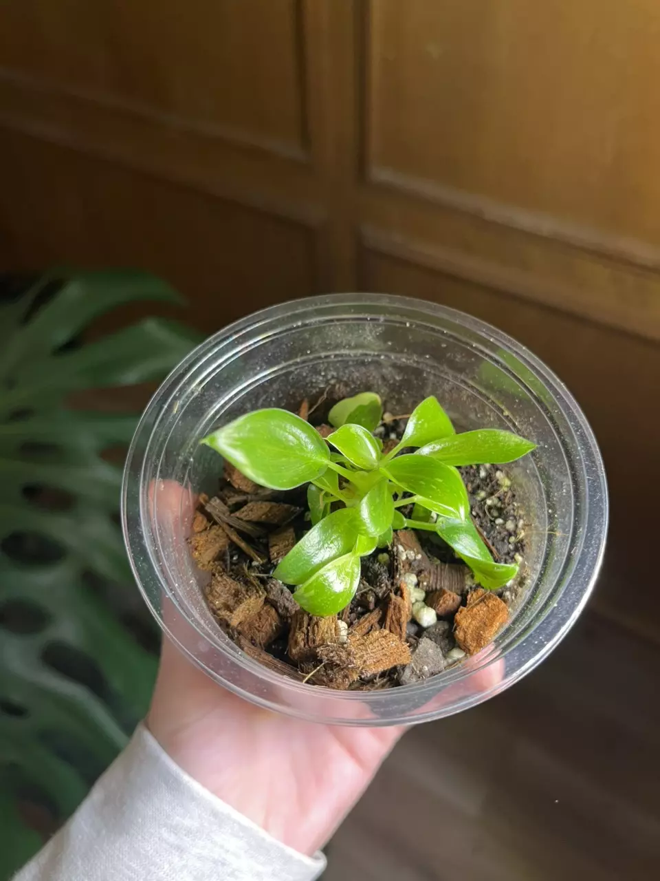 plant/Philodendron green Congo nuclear-1