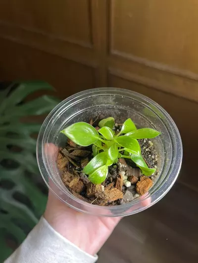 plant/Philodendron green Congo nuclear-1-thumbnail