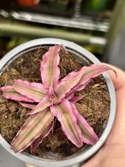 plant/Pink Star' Earth Star bromeliad, or Cryptanthus 'Pink Starlight'.-1-thumbnail