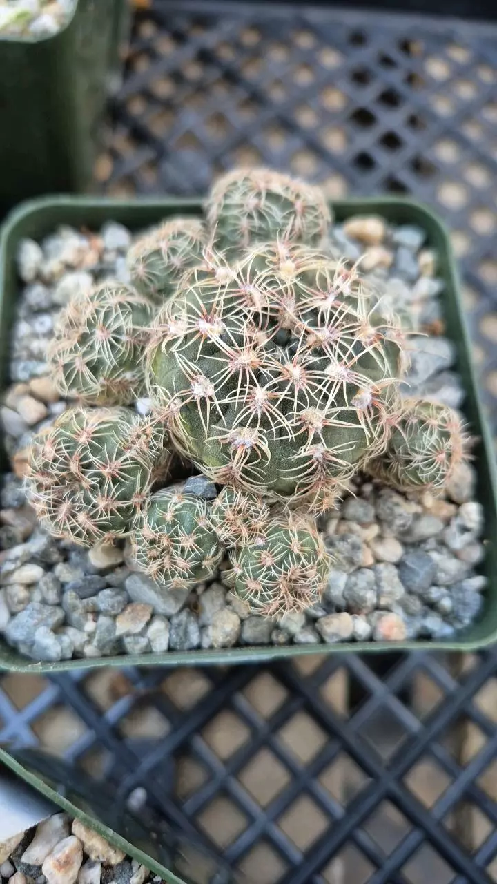 plant/C24 Gymnocalycium bruchii (zone 8)-1