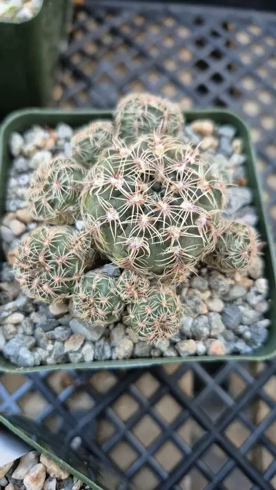 plant/C24 Gymnocalycium bruchii (zone 8)-1-thumbnail