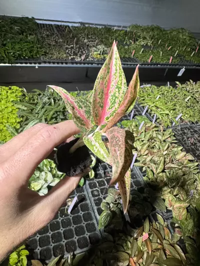 plant/Aglaonema star shining starter plant growers choice-4-thumbnail