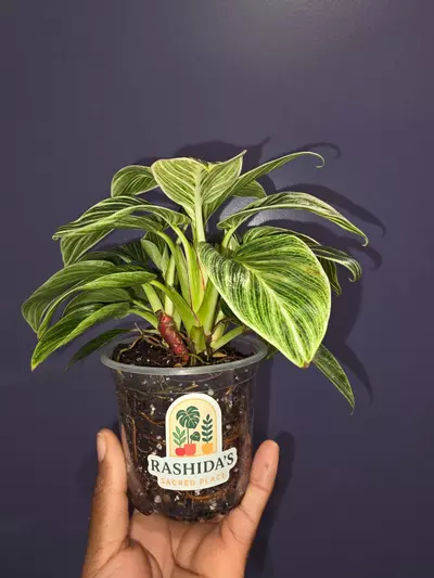 plant/Philodendron 'White Measure'-1-thumbnail