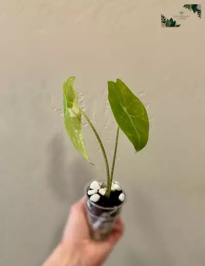 plant/Alocasia Longiloba ‘Albo’ | Rare Variegated Alocasia | 2” Starter Plant-3-thumbnail