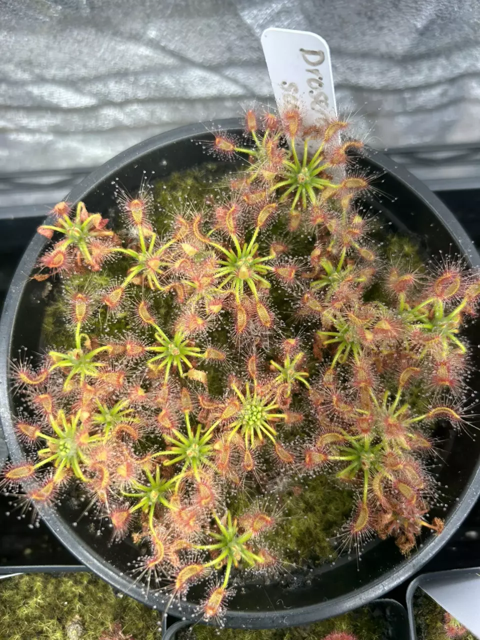 plant/Custom listing for Brandon-0