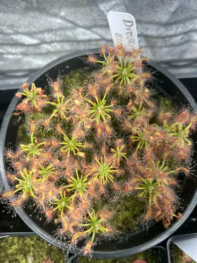 plant/Custom listing for Brandon-0-thumbnail