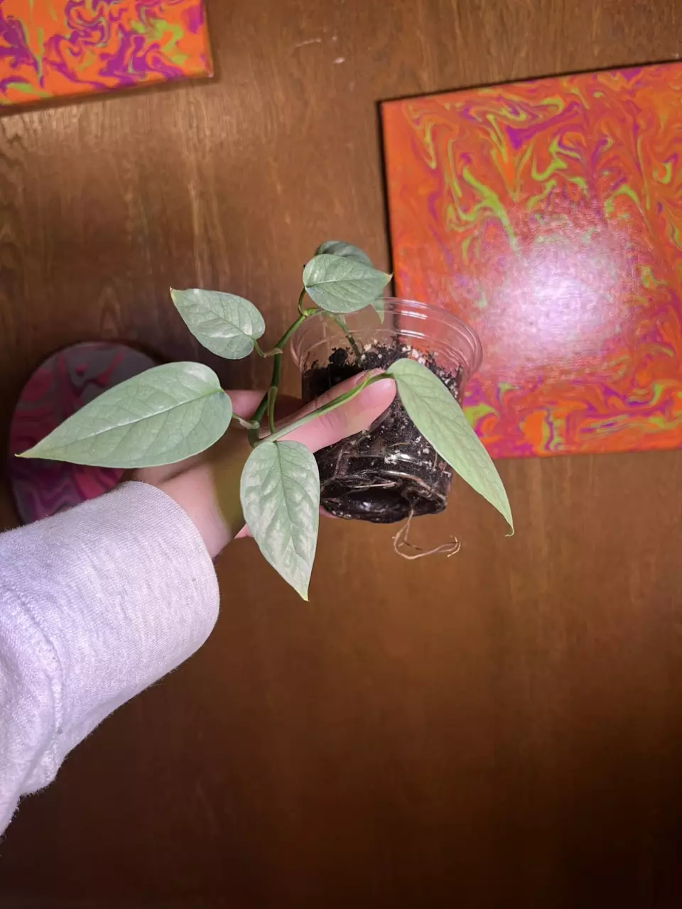 plant/Cebu Blue Pothos add on-1