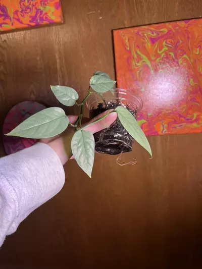 plant/Cebu Blue Pothos add on-1-thumbnail