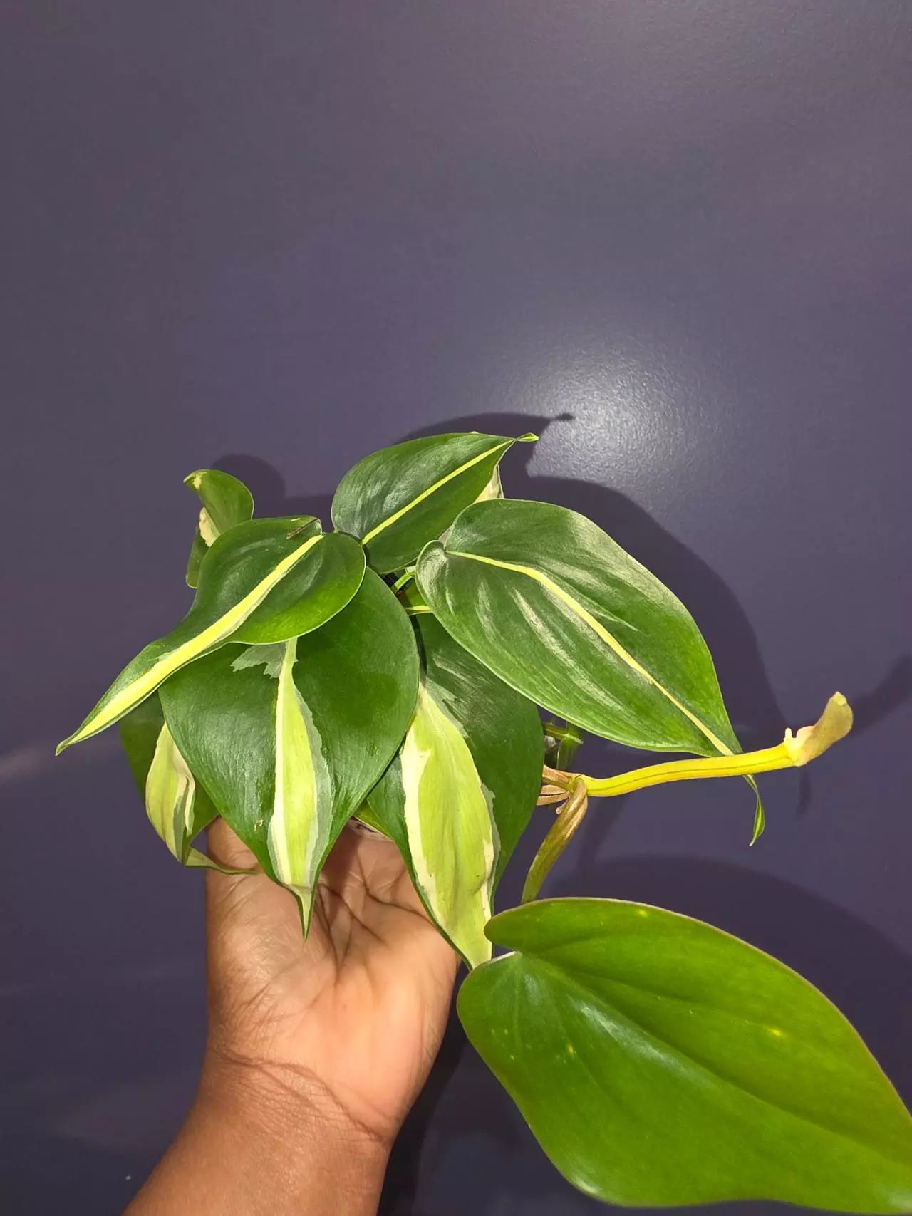 plant/Philodendron Hederaceum 'Silver Stripe'-0