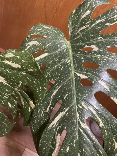 plant/Monstera Thai Constellation XL top cut-2-thumbnail