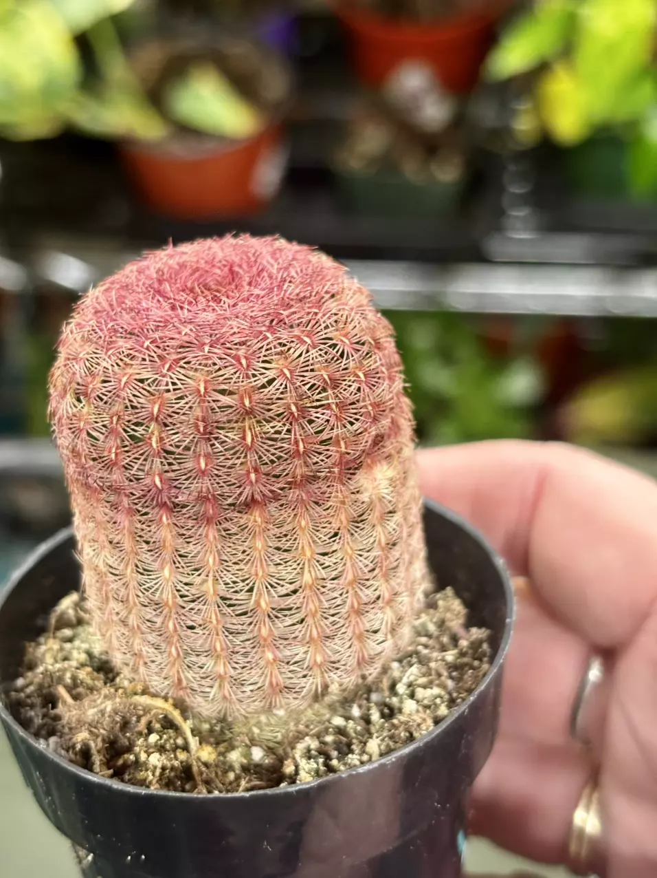 plant/Echinocereus rigidissimus (Rainbow Hedgehog Cactus)-1
