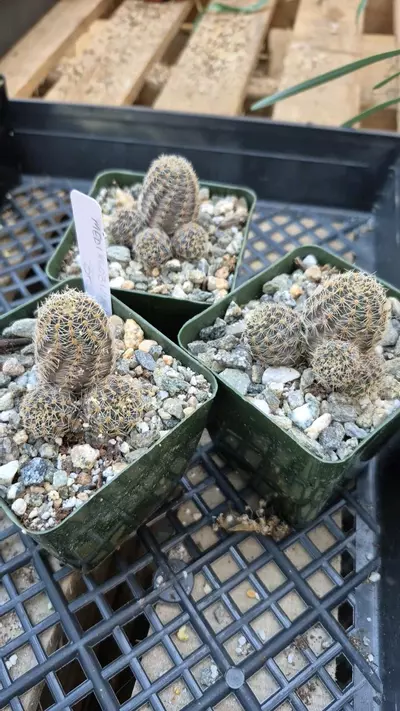 plant/C35 Medialobivia sp.-0-thumbnail