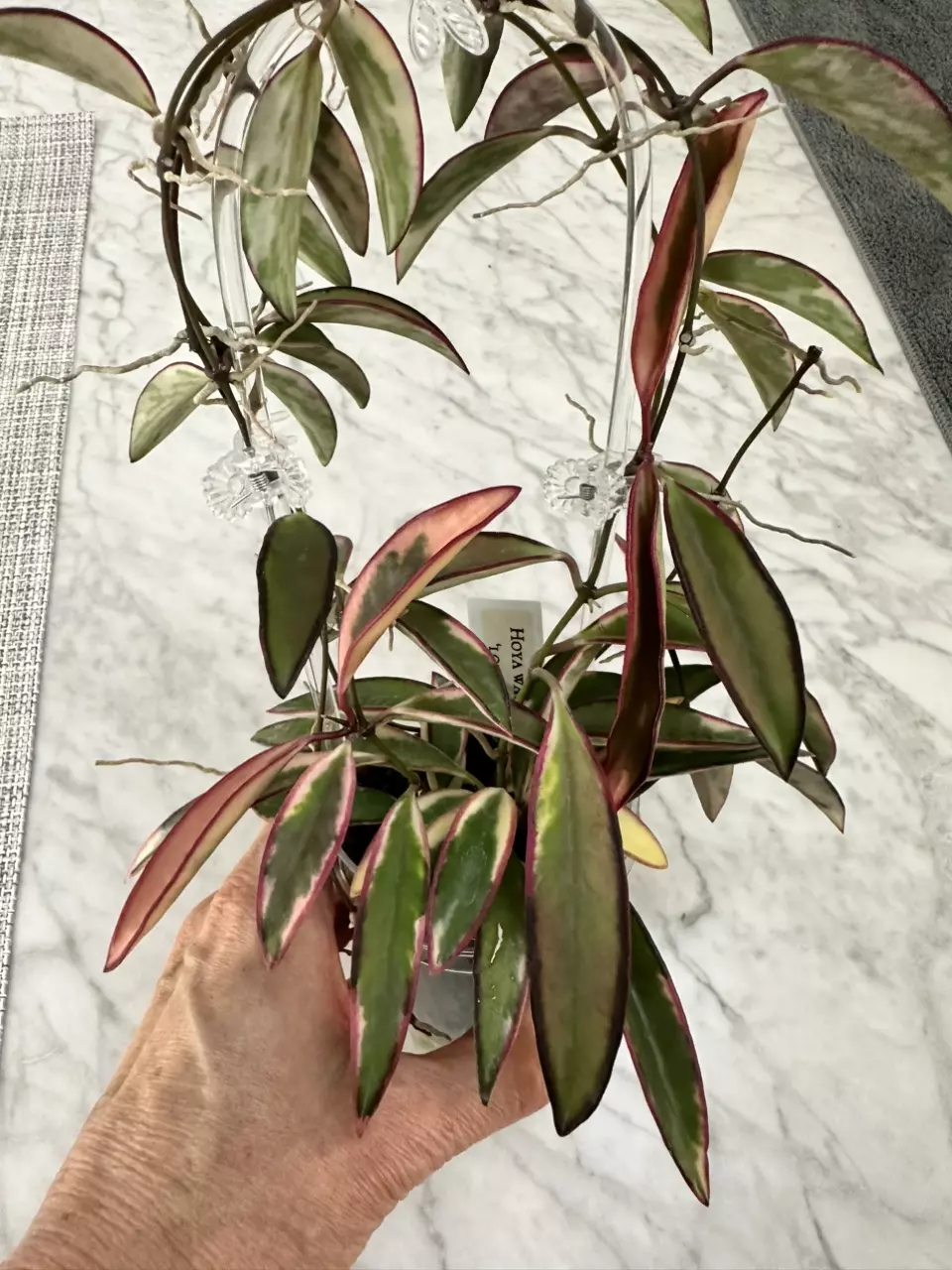 plant/0071 Hoya Lori Lyn-0