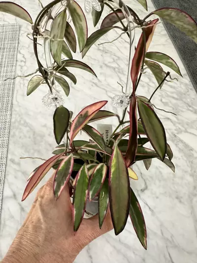 plant/0071 Hoya Lori Lyn-0-thumbnail