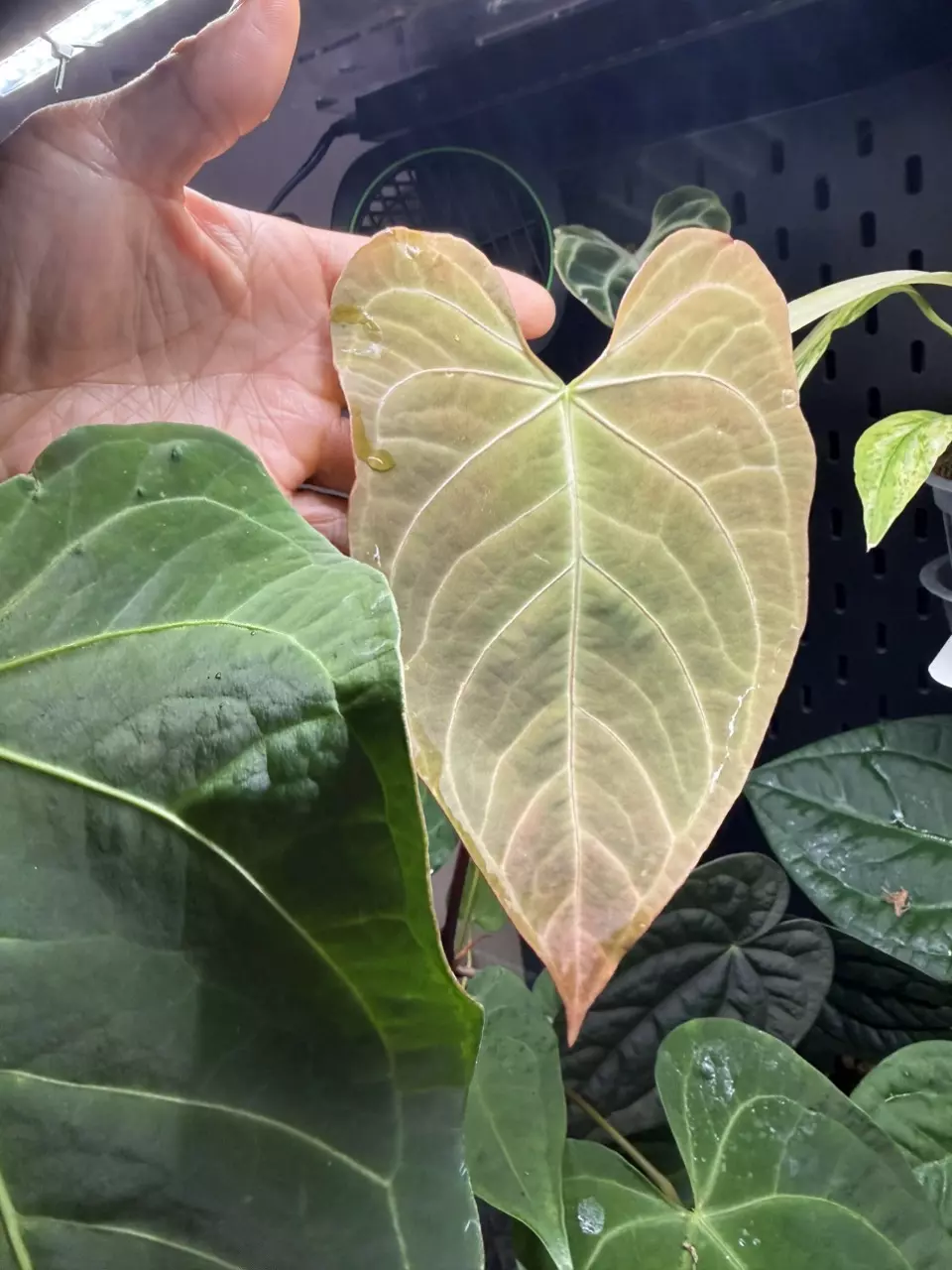 plant/Anthurium Magnificum x Regale.-1