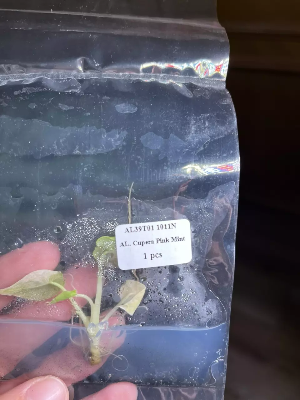 plant/Alocasia Pink Dragon Stardust TC-1