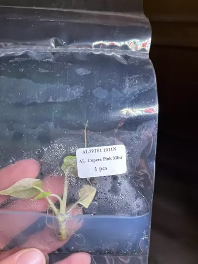 plant/Alocasia Pink Dragon Stardust TC-1-thumbnail