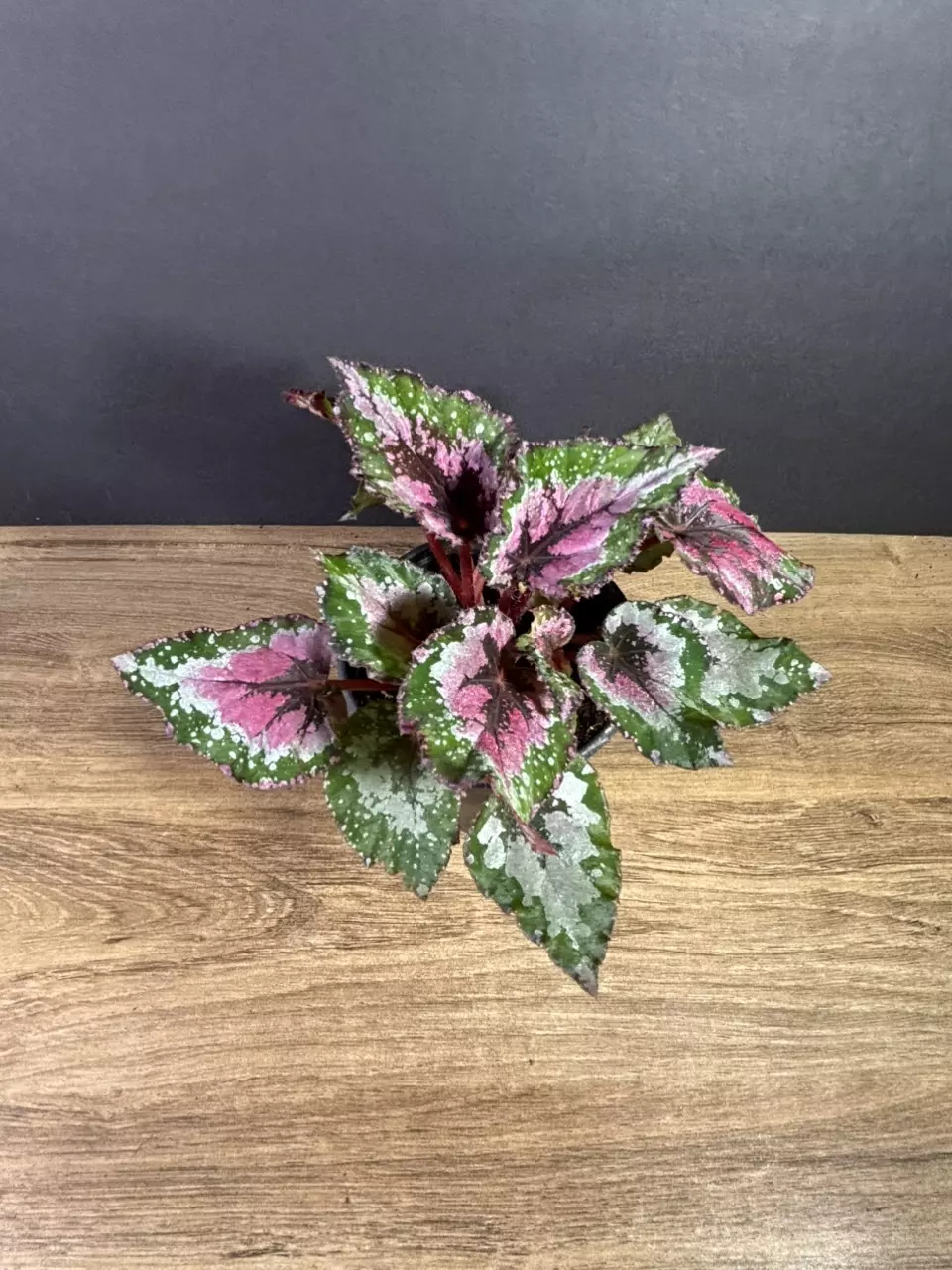 plant/Begonia Purple Blush 4” (grower’s choice)-0