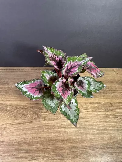 plant/Begonia Purple Blush 4” (grower’s choice)-0-thumbnail