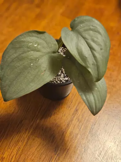 plant/Scindapsus 'Java Platinum'-0-thumbnail