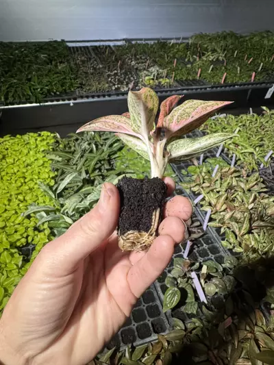 plant/Aglaonema star shining starter plant growers choice-7-thumbnail