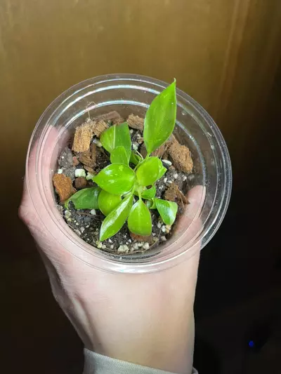 plant/Philodendron green Congo nuclear-0-thumbnail