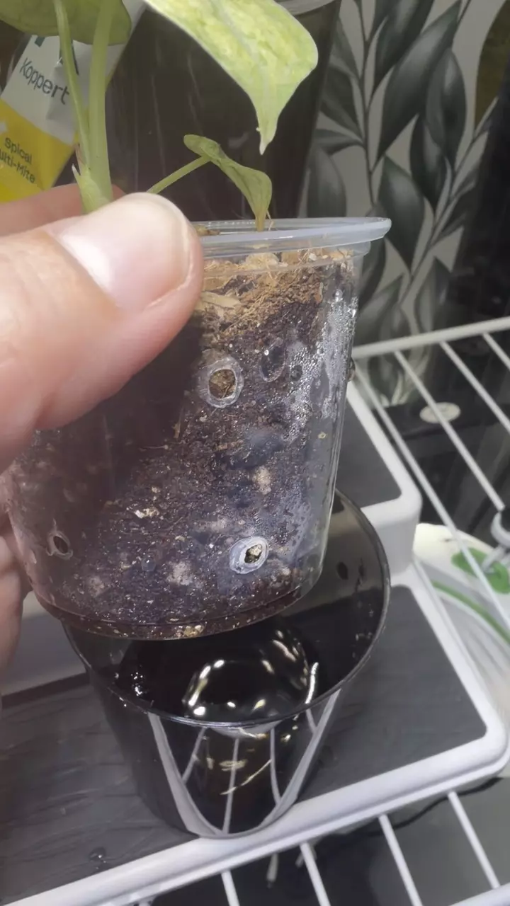 plant/Alocaisa Ninja Tricolor #3-1