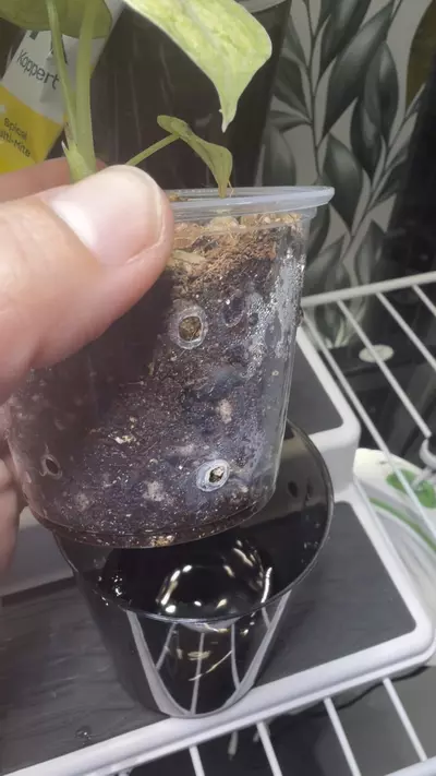 plant/Alocaisa Ninja Tricolor #3-1-thumbnail