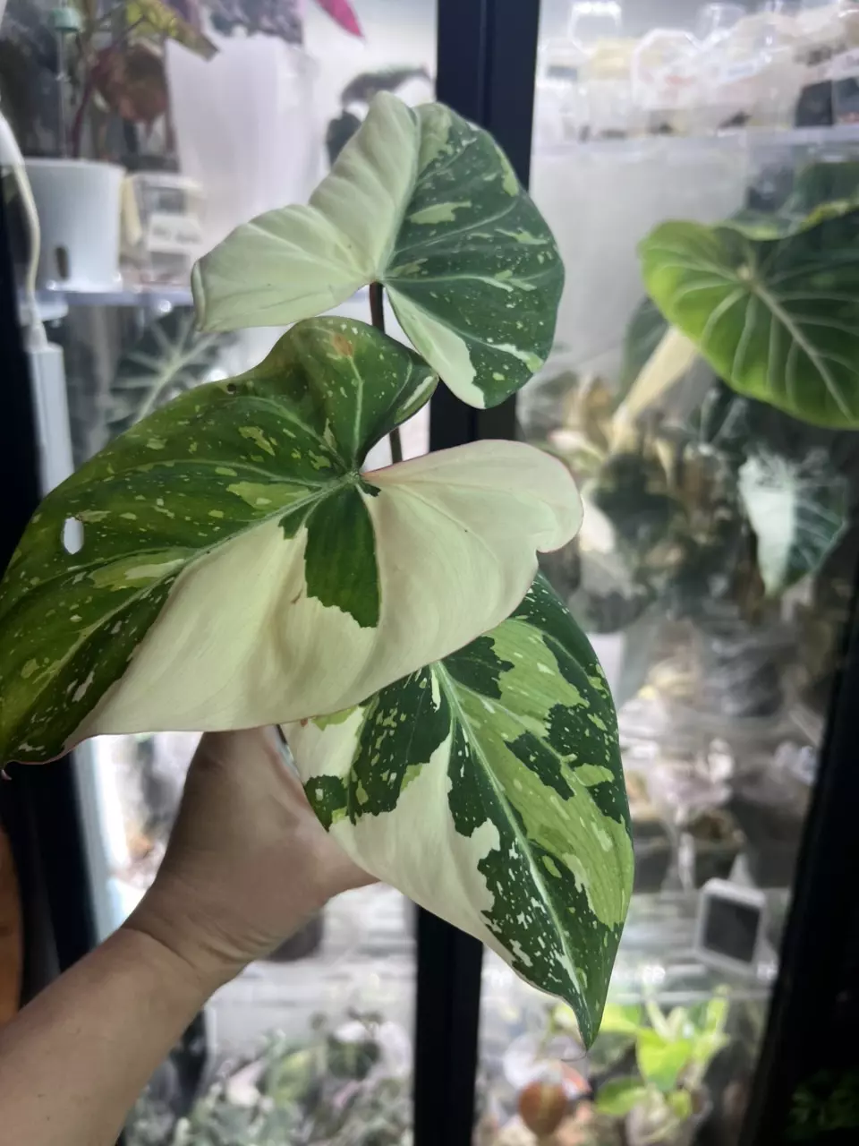 plant/Gloriosum type 2-0