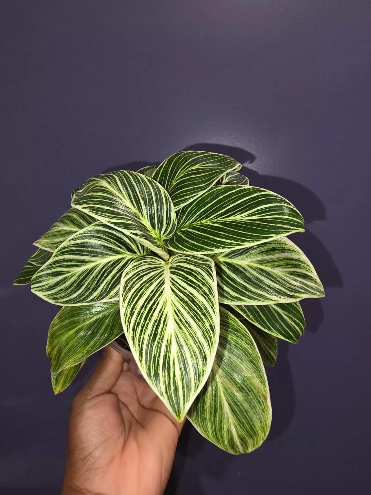 plant/Philodendron 'White Measure'-0