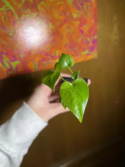 plant/Anthurium Pink Hookeri-0-thumbnail