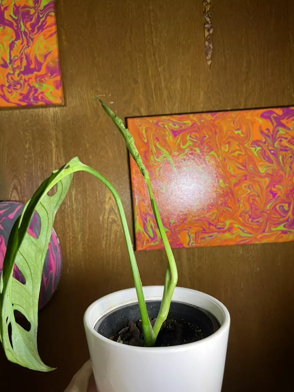 plant/Monstera Esqueleto 4”-1