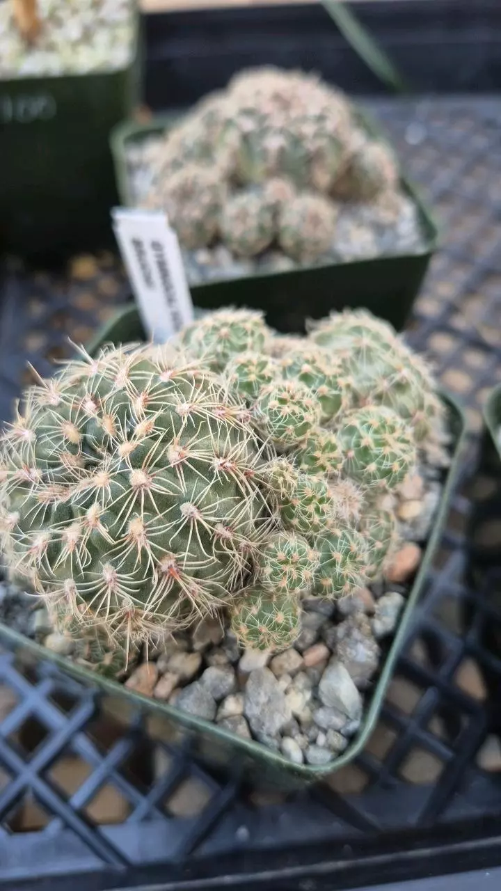 plant/C24 Gymnocalycium bruchii (zone 8)-0