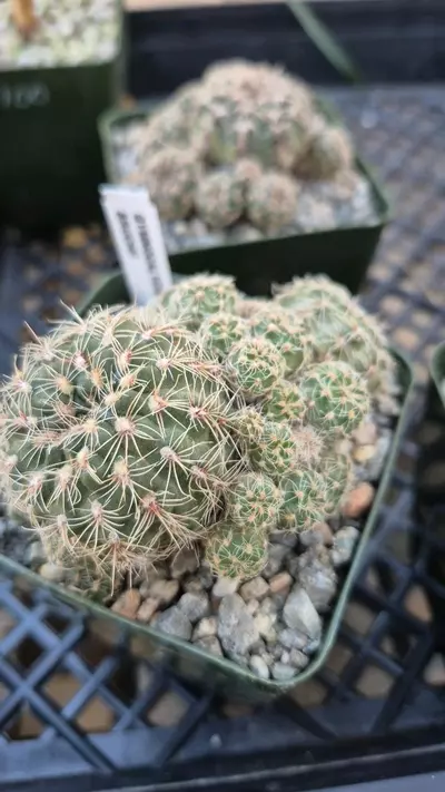 plant/C24 Gymnocalycium bruchii (zone 8)-0-thumbnail