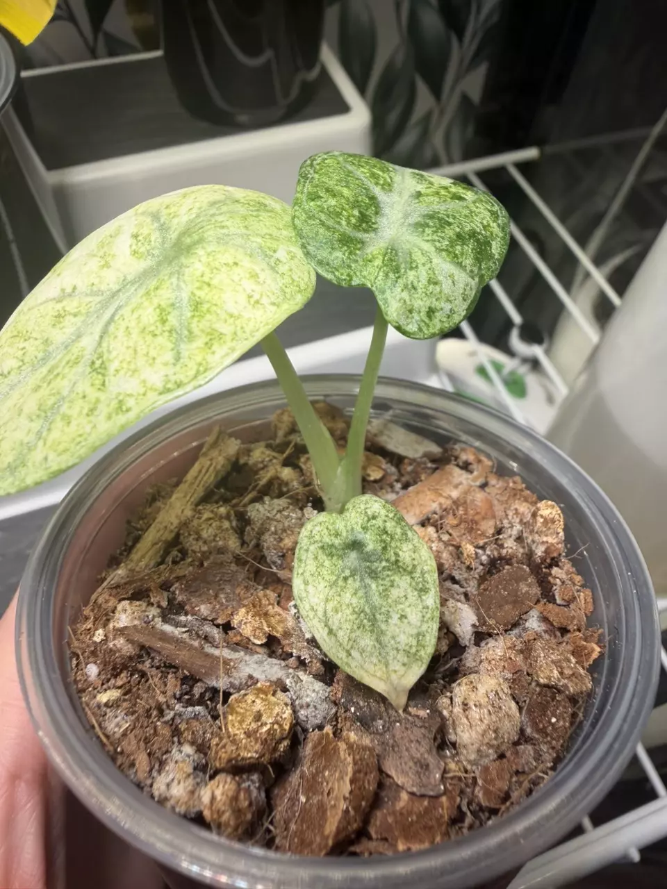 plant/Alocaisa Ninja Tricolor #3-4