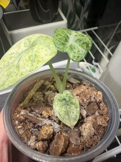 plant/Alocaisa Ninja Tricolor #3-4-thumbnail