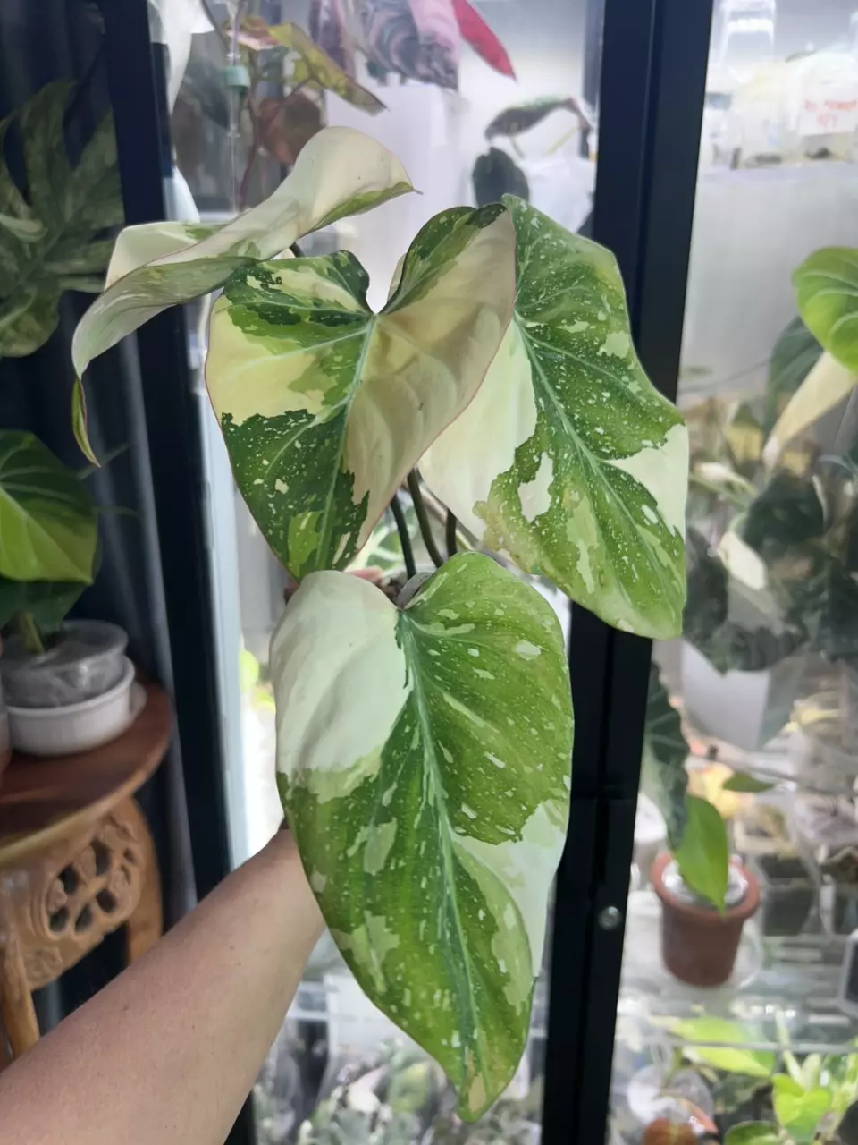 plant/Gloriousum Type 2-1