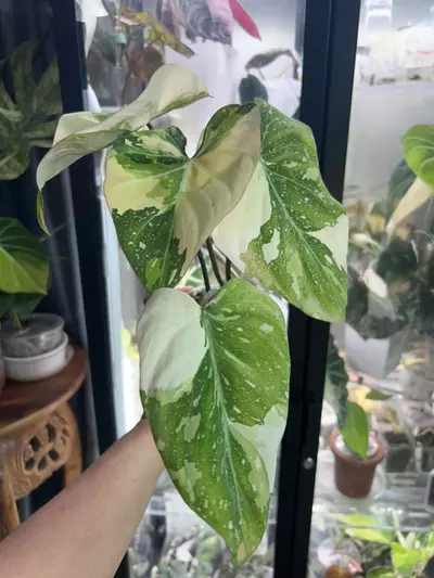 plant/Gloriousum Type 2-1-thumbnail