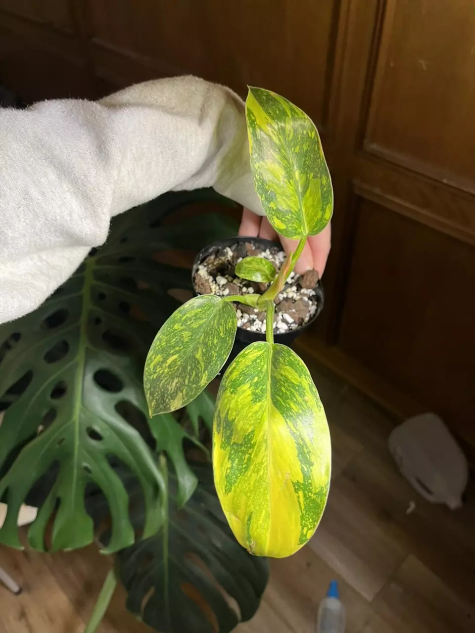 plant/Philodendron Green Congo Nuclear 4”-0