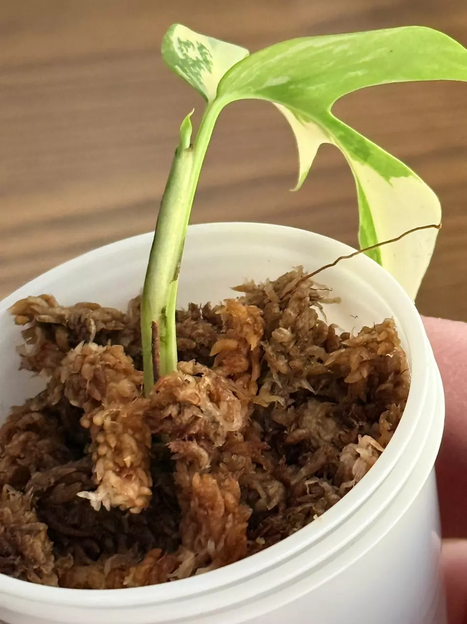 plant/Rhaphidophora Tetrasperma variegated-1