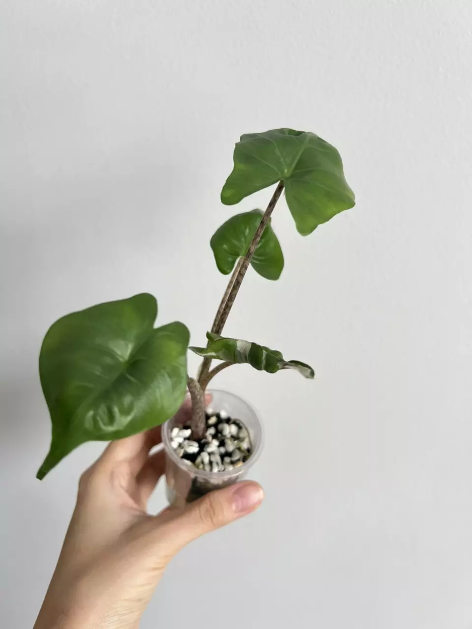 plant/Stingray albo-1