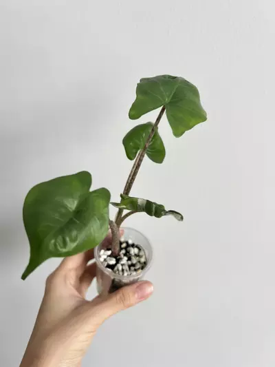 plant/Stingray albo-1-thumbnail