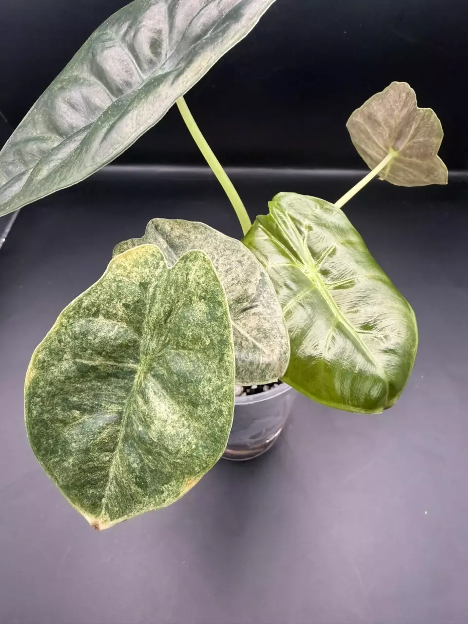 plant/Alocasia Variegated Golden Bone-1