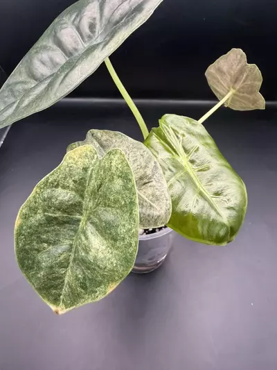 plant/Alocasia Variegated Golden Bone-1-thumbnail